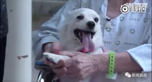 娱乐吃瓜酱小白狗